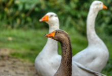 Nyhetsbild